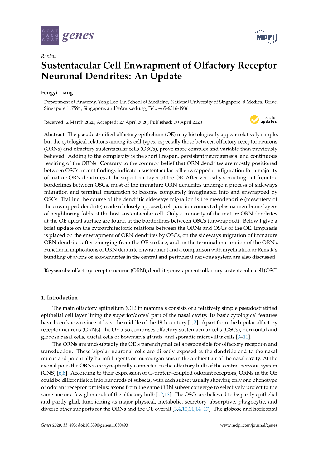 Sustentacular Cell Enwrapment of Olfactory Receptor Neuronal Dendrites: an Update