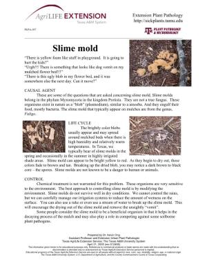 Slime Mold “There Is Yellow Foam Like Stuff in Playground
