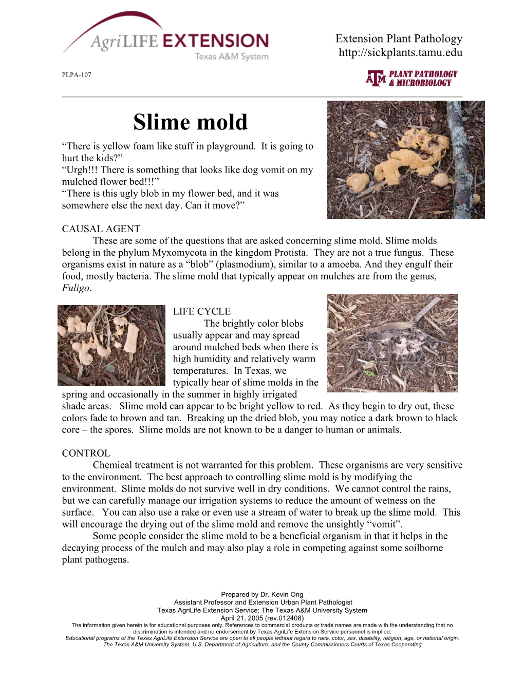 Slime Mold “There Is Yellow Foam Like Stuff in Playground