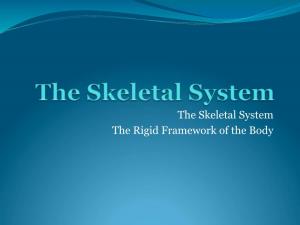 The Skeletal System the Rigid Framework of the Body