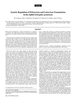 Genetic Regulation of Polerovirus and Luteovirus Transmission in the Aphid Schizaphis Graminum