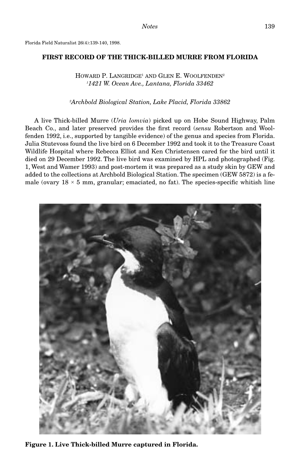 Notes 139 FIRST RECORD of the THICK-BILLED MURRE FROM