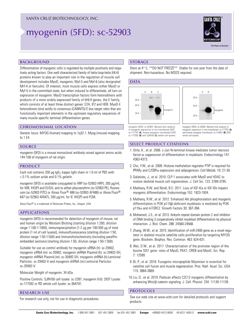 Myogenin (5FD): Sc-52903