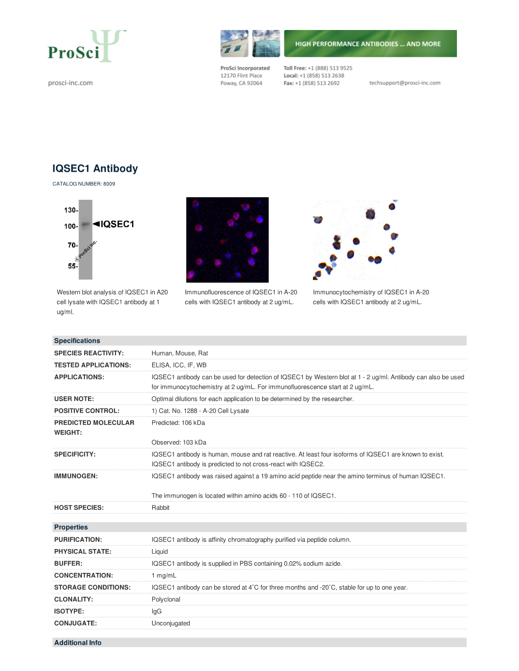 IQSEC1 Antibody