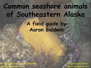 Common Seashore Animals of Southeastern Alaska a Field Guide by Aaron Baldwin
