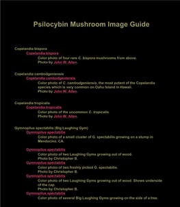 Psilocybin Mushroom Image Vault
