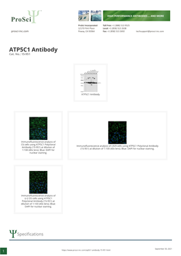 ATP5C1 Antibody Cat