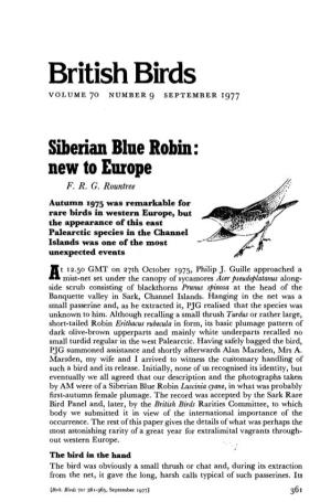 Siberian Blue Robin: New to Europe F