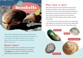 Seashells Shells Joined Together