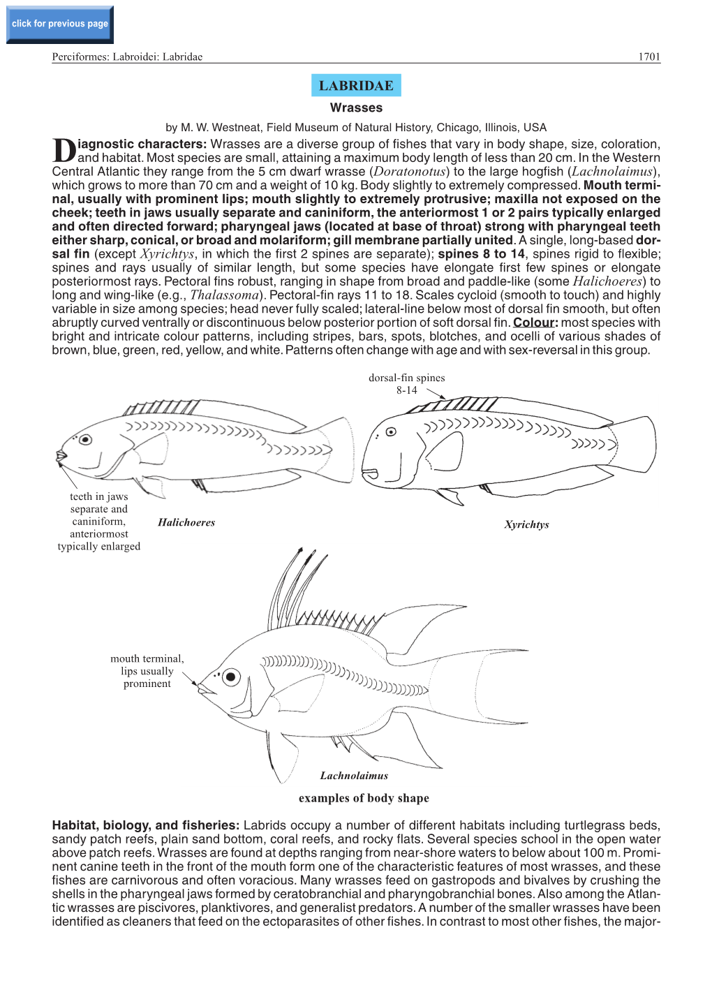 Labridae 1701