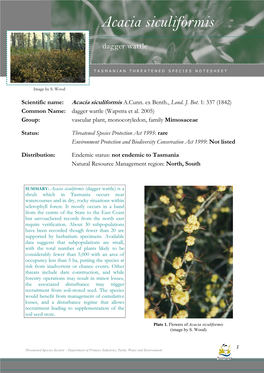Acacia Siculiformis (Dagger Wattle) Acacia Siculiformis