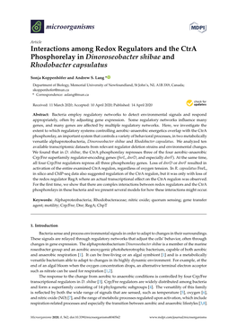 Interactions Among Redox Regulators and the Ctra Phosphorelay in Dinoroseobacter Shibae and Rhodobacter Capsulatus