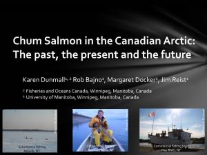 Chum Salmon in the Canadian Arctic: the Past, the Present and the Future