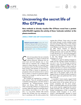 Uncovering the Secret Life of Rho Gtpases