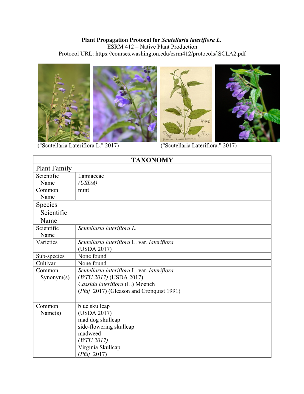 Plant Propagation Protocol for Scutellaria Lateriflora L