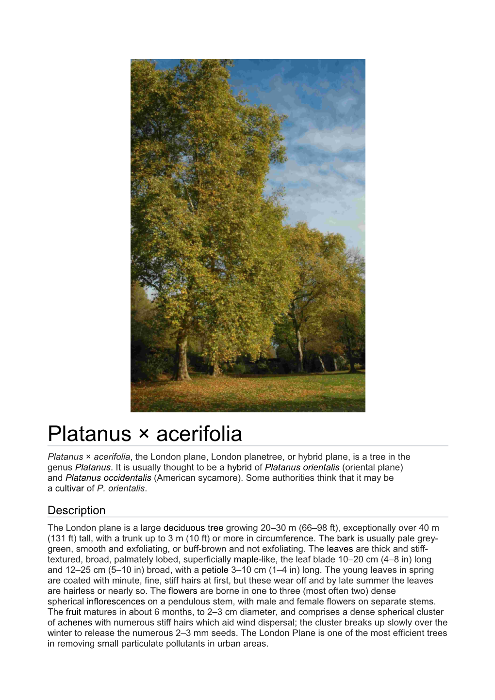 Platanus × Acerifolia Platanus × Acerifolia, the London Plane, London Planetree, Or Hybrid Plane, Is a Tree in the Genus Platanus