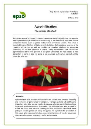 Agroinfiltration ‘No Strings Attached’