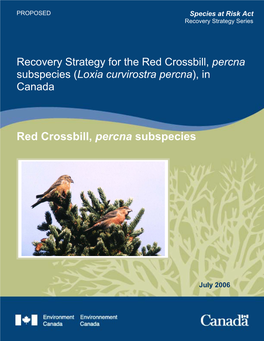 Red Crossbill, Percna Subspecies (Loxia Curvirostra Percna), in Canada