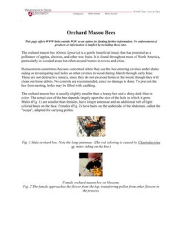 Orchard Mason Bees