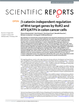 Β-Catenin-Independent Regulation of Wnt Target Genes by Ror2 And
