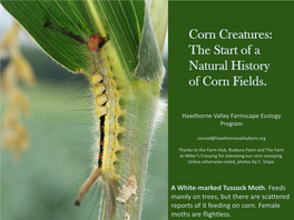 Corn Creatures: the Start of a Natural History of Corn Fields