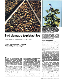 Bird Damage to Pistachios