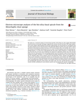 Electron Microscope Analyses of the Bio-Silica Basal Spicule from the Monorhaphis Chuni Sponge