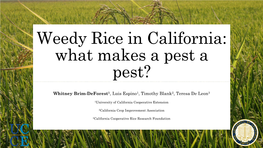 Weedy Rice in California: a Model for Cooperative Extension and Research