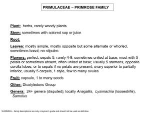 PRIMULACEAE – PRIMROSE FAMILY Plant