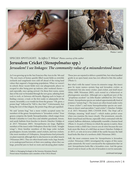 Jerusalem Cricket (Stenopelmatus Spp.) Jerusalem! I See Linkages: the Community Value of a Misunderstood Insect