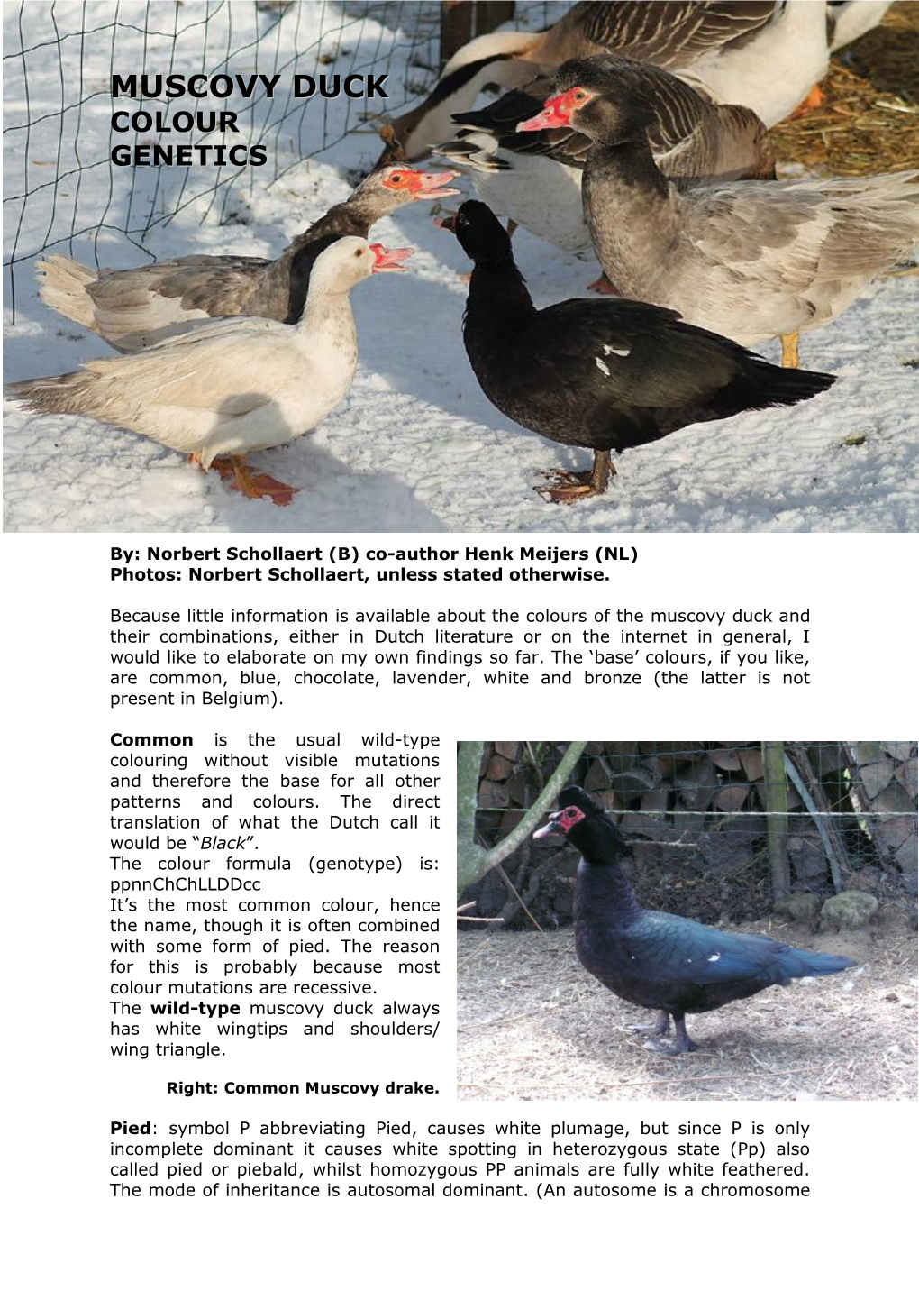 Muscovy Duck Colour Genetics