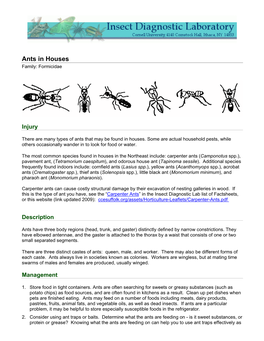 Ants in Houses Family: Formicidae