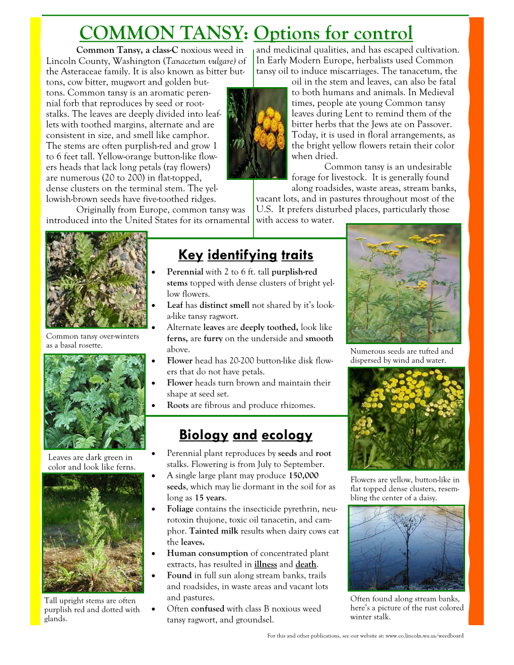 COMMON TANSY: Options for Control Common Tansy, a Class-C Noxious Weed in and Medicinal Qualities, and Has Escaped Cultivation