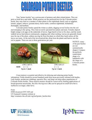 Common Name: Colorado Potato Beetle