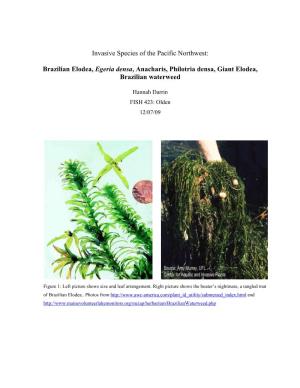 Invasive Species of the Pacific Northwest: Brazilian Elodea, Egeria
