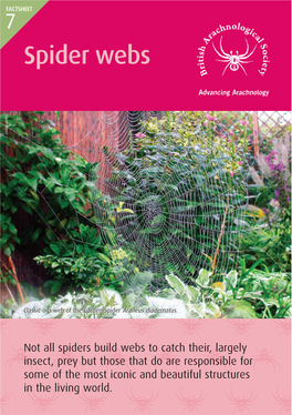 7. Spider Webs