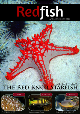 The Red Knob Starfish