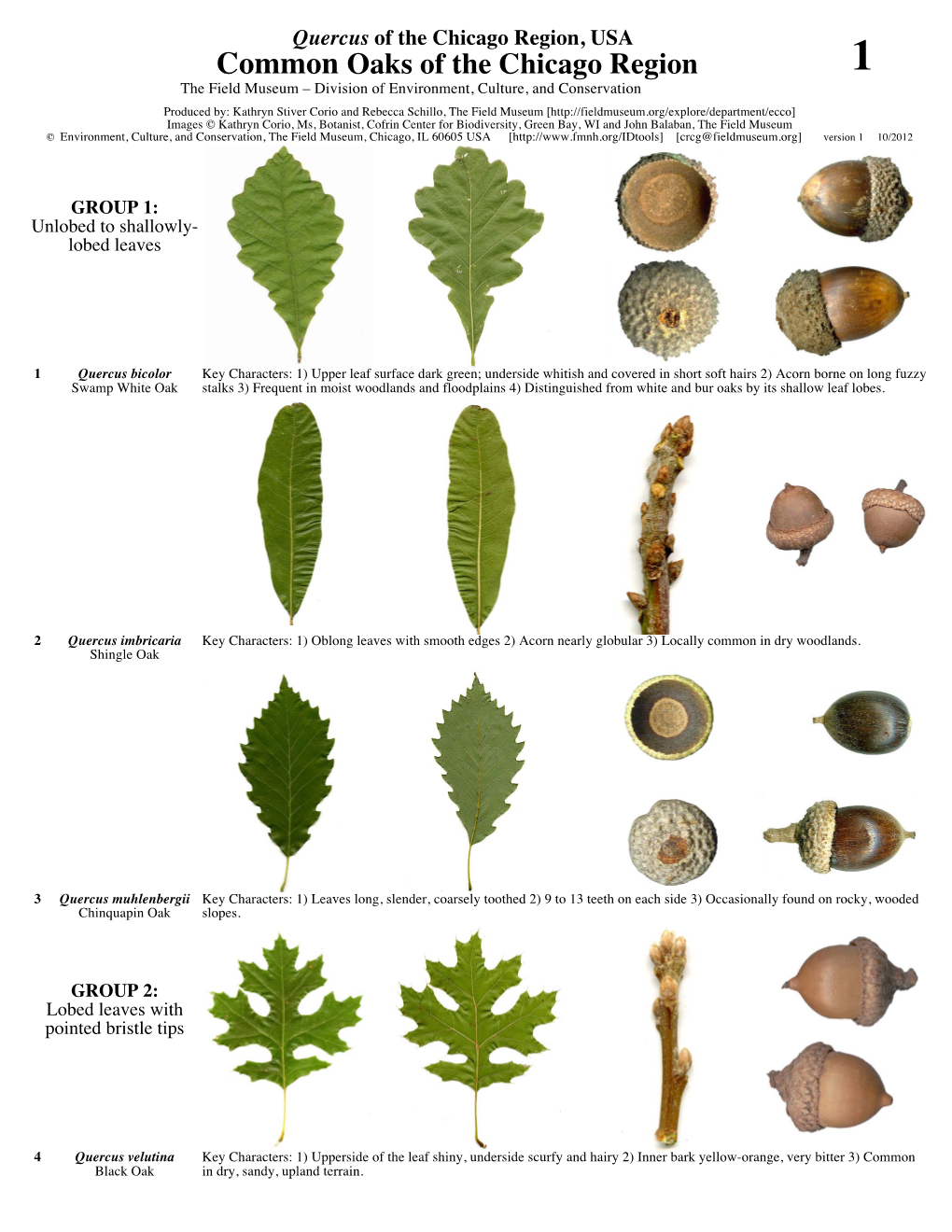 Common Oaks of the Chicago Region 1 the Field Museum – Division of Environment, Culture, and Conservation