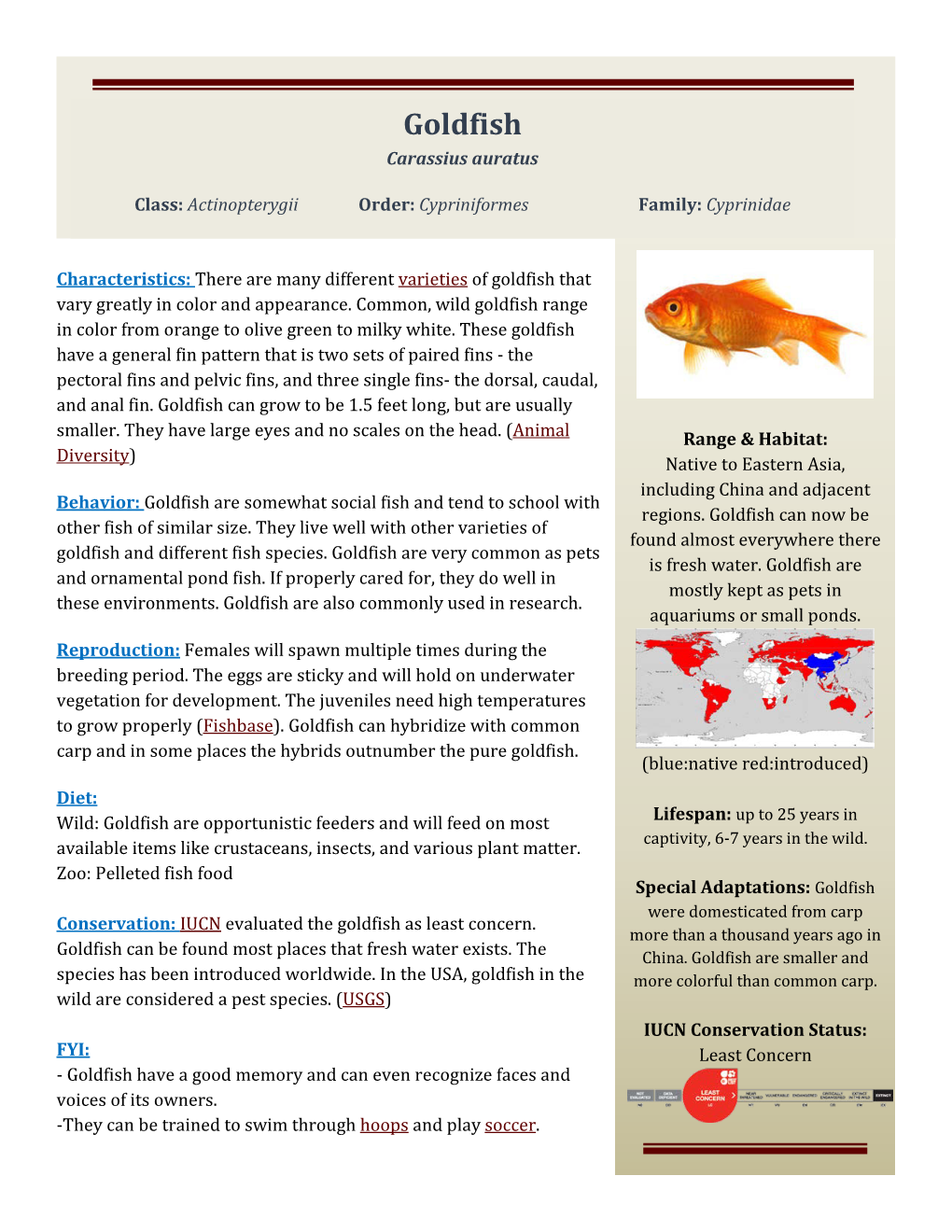 Goldfish Carassius Auratus