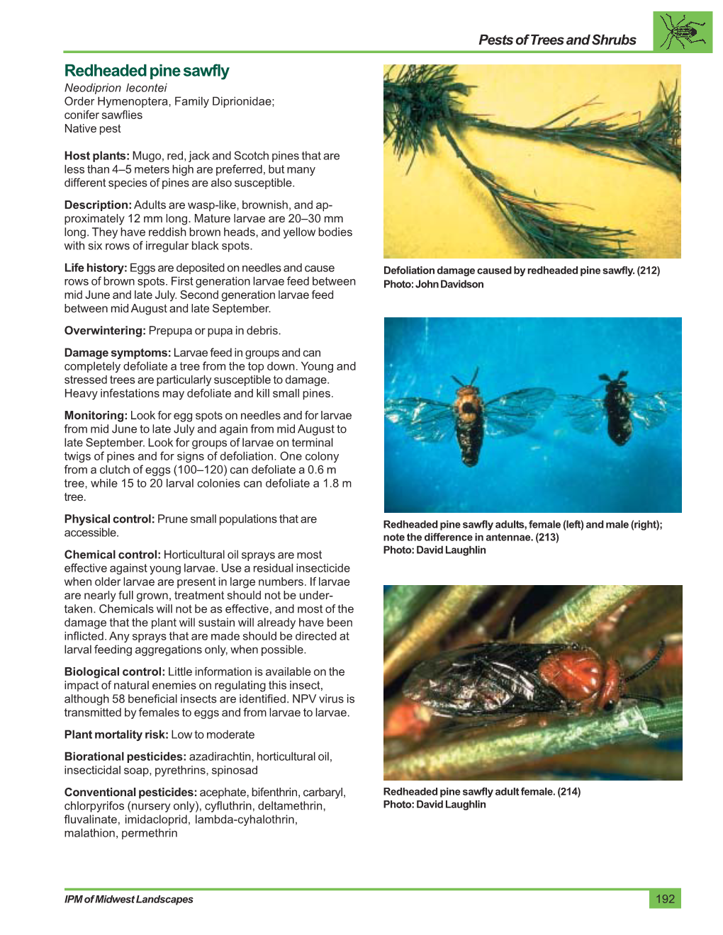 Redheaded Pine Sawfly Neodiprion Lecontei Order Hymenoptera, Family Diprionidae; Conifer Sawflies Native Pest