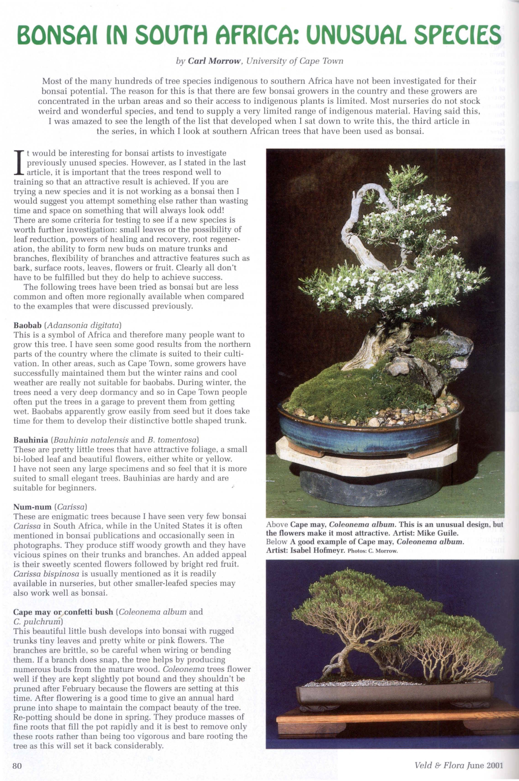 BONSAI in SOUTH AFRICA: UNUSUAL SPECIES by Carl Morrow, University of Cape Town