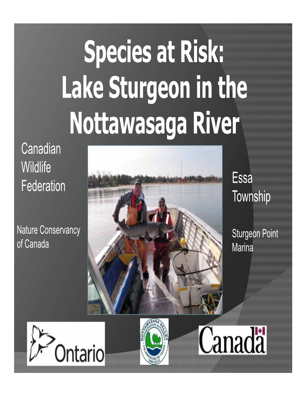 Species at Risk: Lake Sturgeon in the Nottawasaga River Canadian Wildlife Essa Federation Township