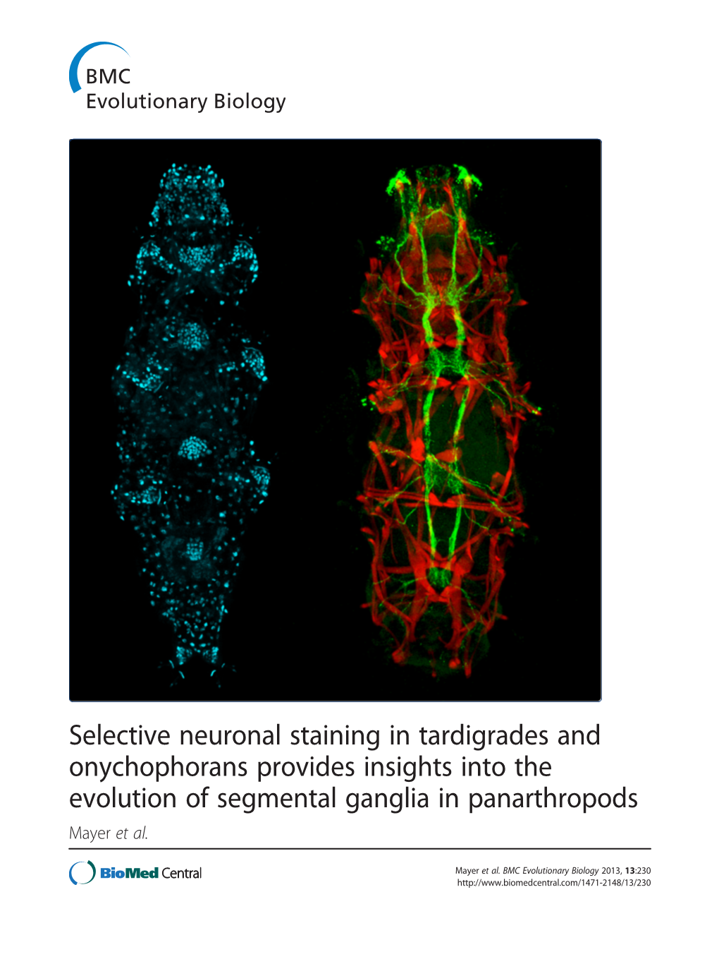 Selective Neuronal Staining in Tardigrades and Onychophorans Provides Insights Into the Evolution of Segmental Ganglia in Panarthropods Mayer Et Al