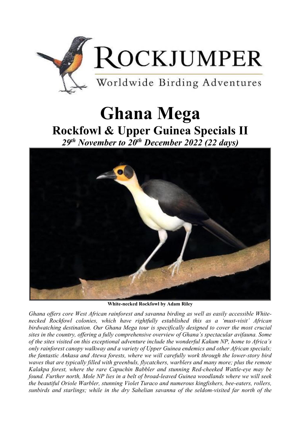 Ghana Mega Rockfowl & Upper Guinea Specials II 29Th November to 20Th December 2022 (22 Days)