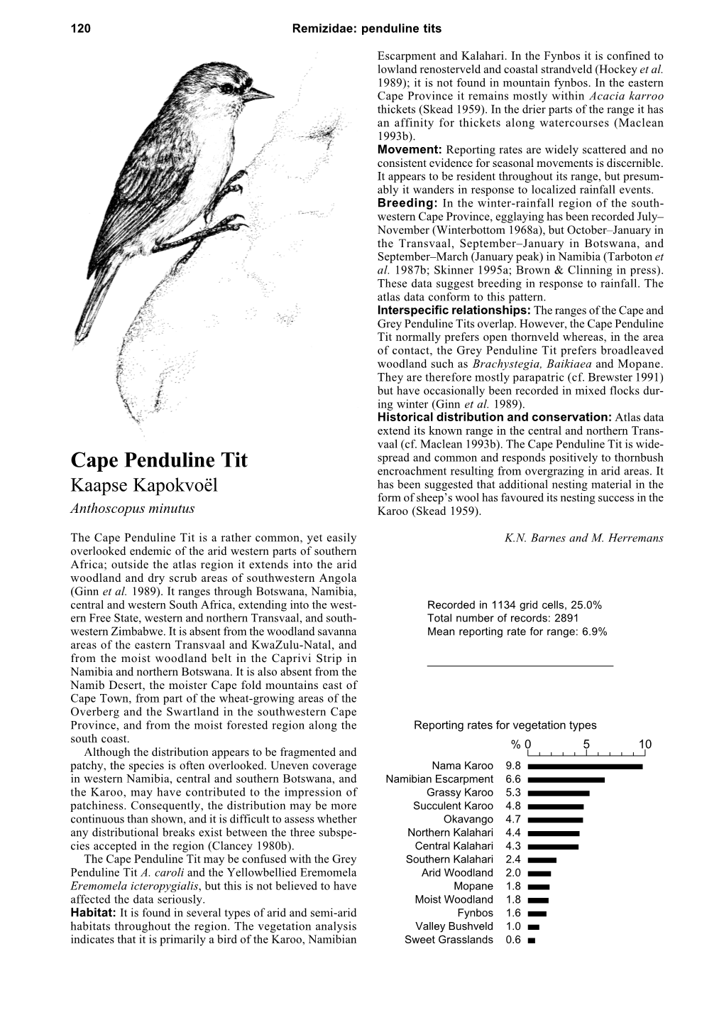 Cape Penduline