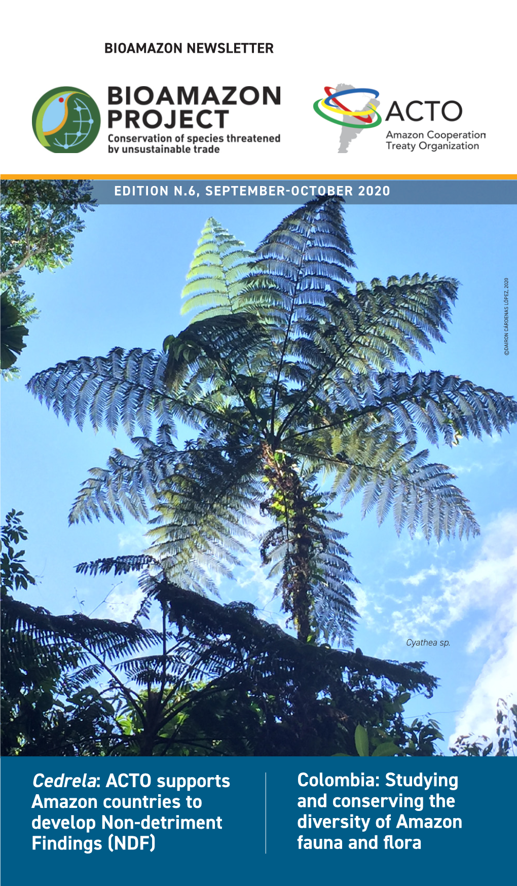 Cedrela: ACTO Supports Amazon Countries to Develop Non-Detriment Findings (NDF) Colombia: Studying and Conserving the Diversity