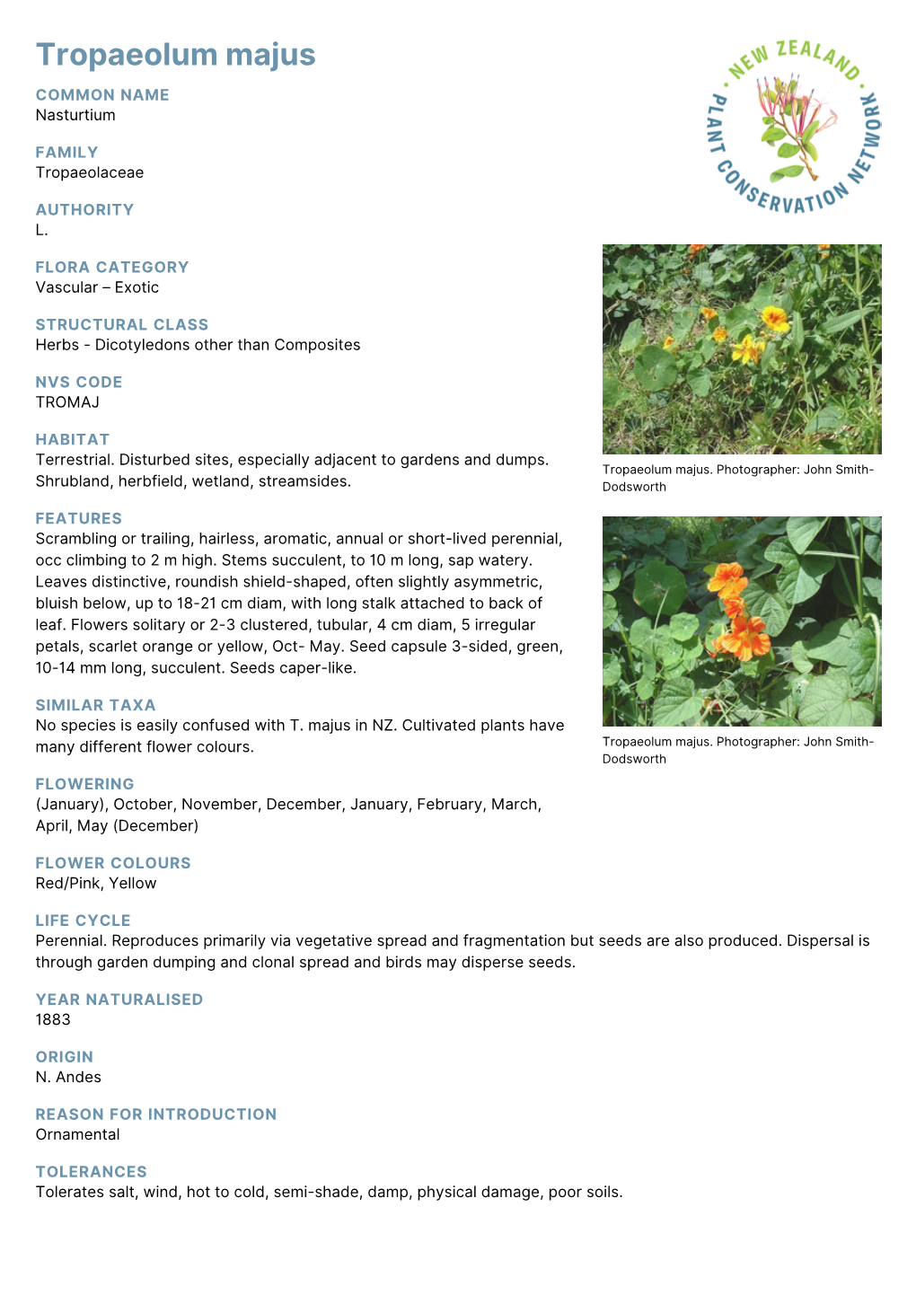 Tropaeolum Majus