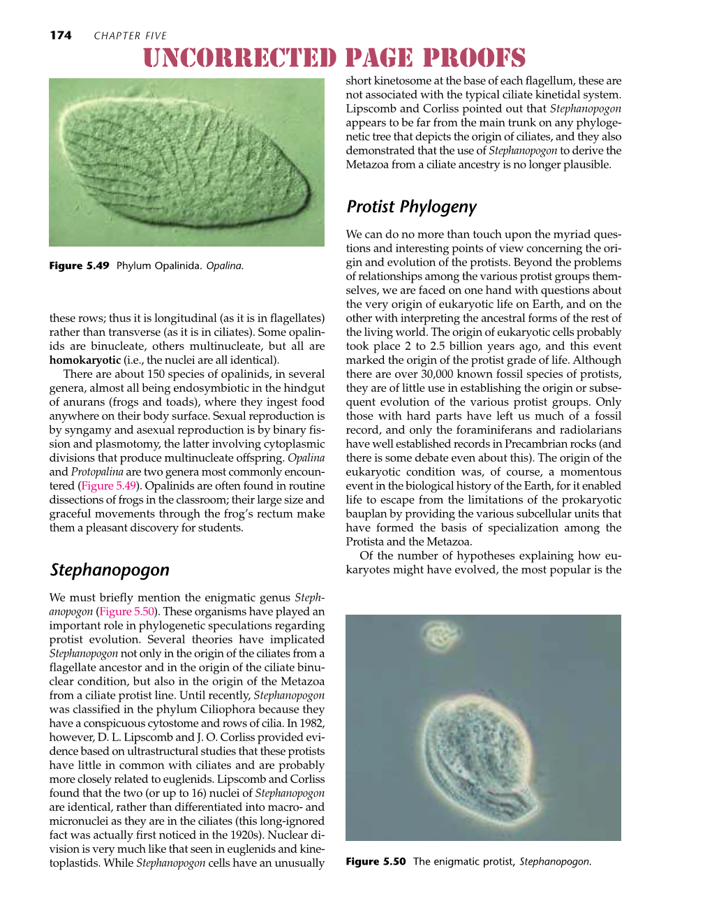 Protist Phylogeny