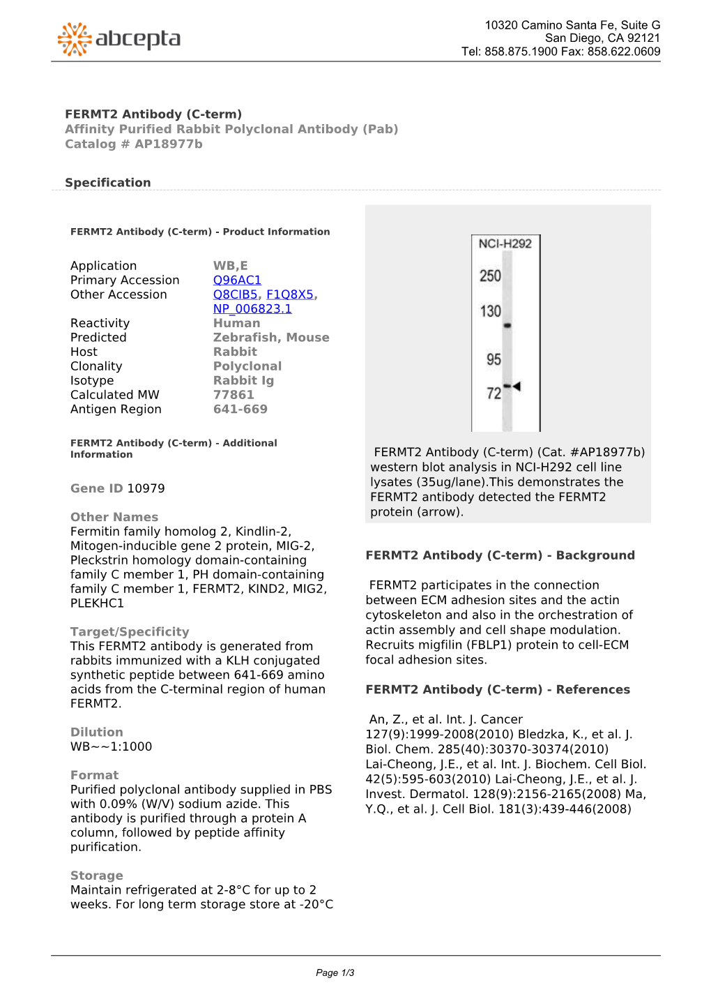 FERMT2 Antibody (C-Term) Affinity Purified Rabbit Polyclonal Antibody (Pab) Catalog # Ap18977b