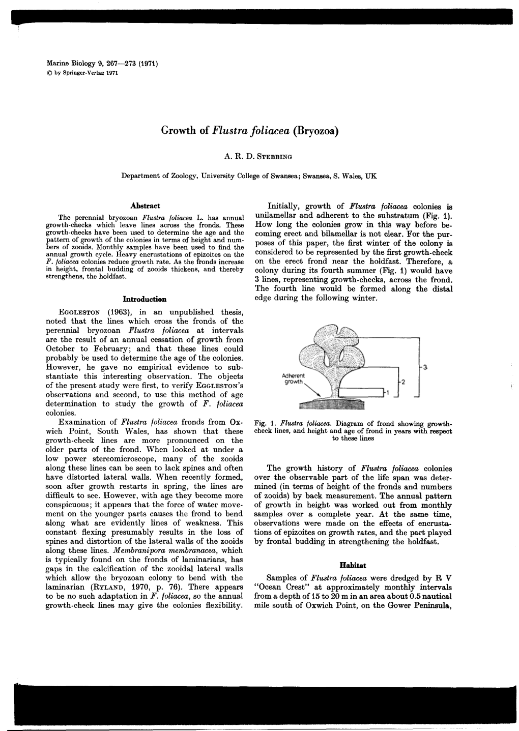 Growth of Flustra Foliacea (Bryozoa)